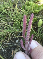Salicornia natalensis