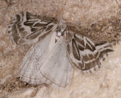Plataea trilinearia