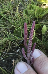 Salicornia natalensis
