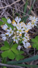 Allium subvillosum