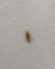 Tropidosteptes chapingoensis