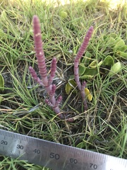 Salicornia natalensis