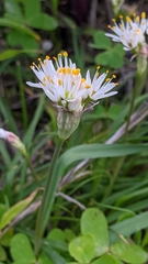 Allium subvillosum
