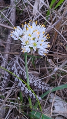 Allium subvillosum