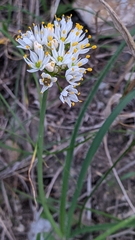 Allium subvillosum