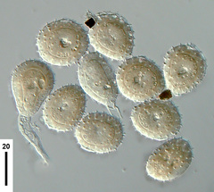 Puccinia tararua