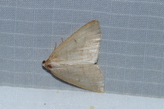 Petrophora subaequaria