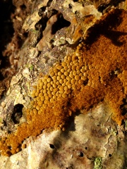 Oligonema persimile