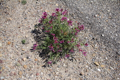 Astragalus coltonii