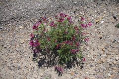 Astragalus coltonii