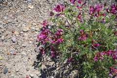 Astragalus coltonii