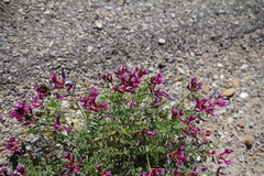 Astragalus coltonii