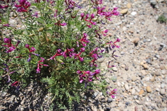 Astragalus coltonii