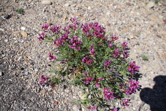 Astragalus coltonii