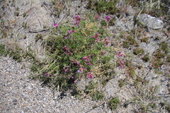 Astragalus coltonii