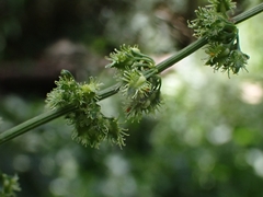 Rumex pulcher