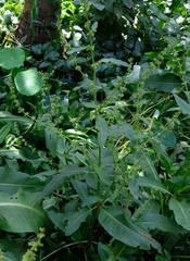Rumex pulcher