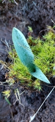 Piperia
