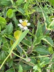 Tridax procumbens image