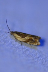 Ancylis metamelana