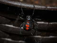 Latrodectus thoracicus