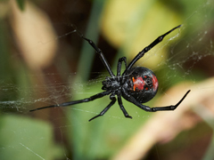 Latrodectus thoracicus