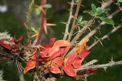 Puccinia magellanica