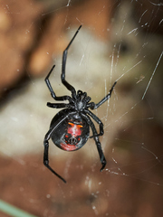 Latrodectus thoracicus