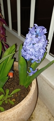 Hyacinthus orientalis