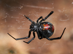 Latrodectus thoracicus