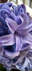 Hyacinthus orientalis