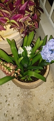 Hyacinthus orientalis