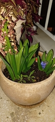 Hyacinthus orientalis
