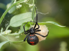Latrodectus thoracicus