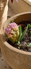 Hyacinthus orientalis