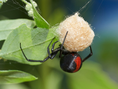 Latrodectus thoracicus