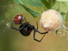 Latrodectus thoracicus