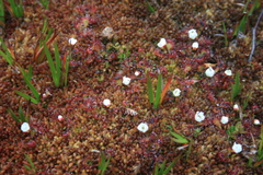 Drosera uniflora