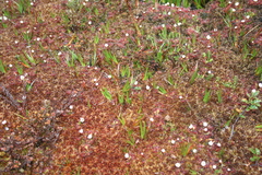 Drosera uniflora