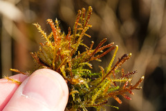 Scorpidium scorpioides