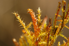 Scorpidium scorpioides