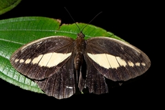 Dasyophthalma creusa