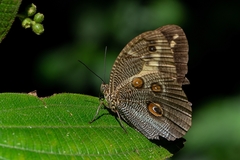 Dasyophthalma creusa