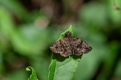 Gorgythion begga begga