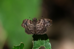 Gorgythion begga begga