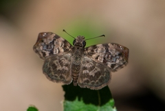 Gorgythion begga begga