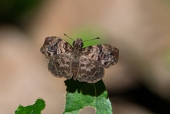 Gorgythion begga begga