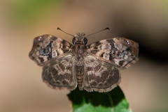 Gorgythion begga begga