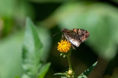 Gorgythion begga begga