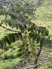 Juglans neotropica